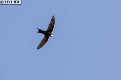 Martinet noir