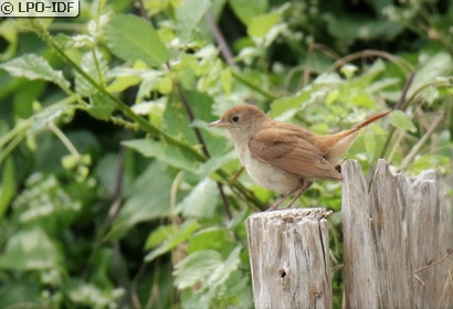 Rossignol philomèle