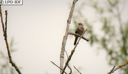 Rossignol philomèle