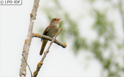 Rossignol philomèle