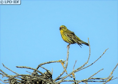 Serin cini