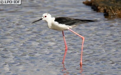 Échasse blanche