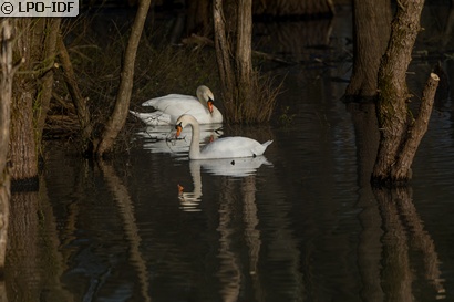 Cygne tuberculé