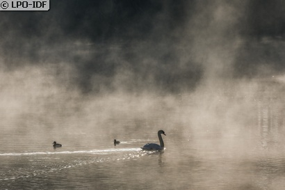 Cygne tuberculé