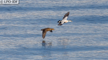 Eider à duvet