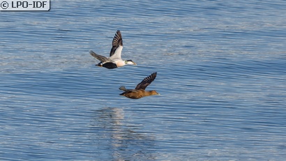 Eider à duvet