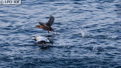 Eider à duvet