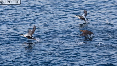 Eider à duvet