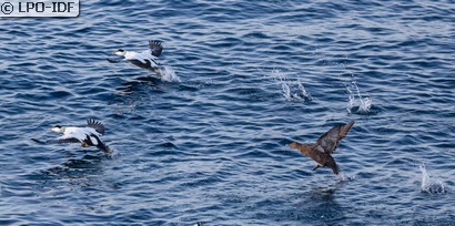 Eider à duvet