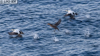Eider à duvet