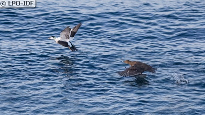 Eider à duvet