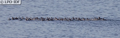 Eider à duvet