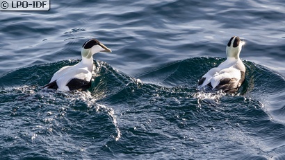 Eider à duvet
