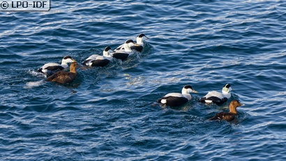 Eider à duvet