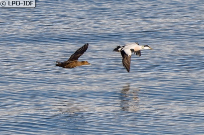 Eider à duvet