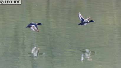 Fuligule morillon
