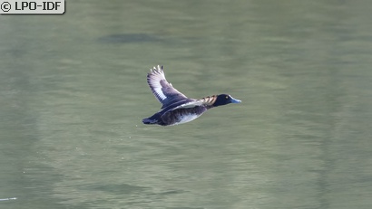Fuligule morillon