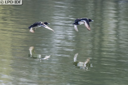 Fuligule morillon