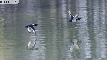 Fuligule morillon