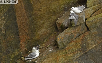 Fulmar boréal