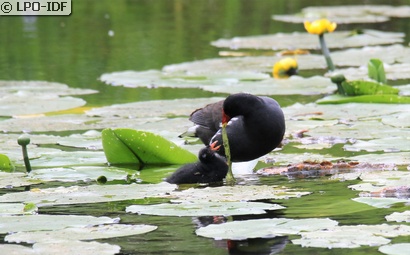 Gallinule poule-d'eau