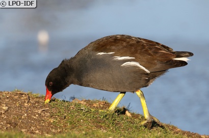 Gallinule poule-d'eau