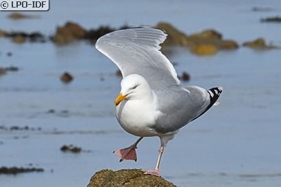 Goéland argenté