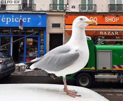 Goéland argenté