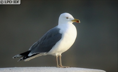 Goéland leucophée
