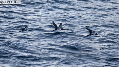 Guillemot de Troïl