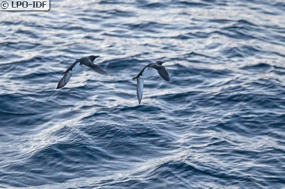 Guillemot de Troïl