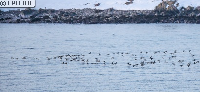 Guillemot de Troïl
