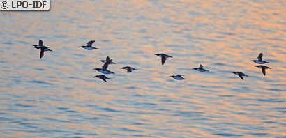 Guillemot de Troïl