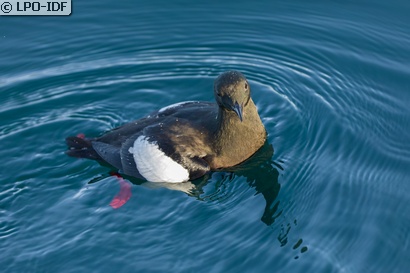 Guillemot à miroir