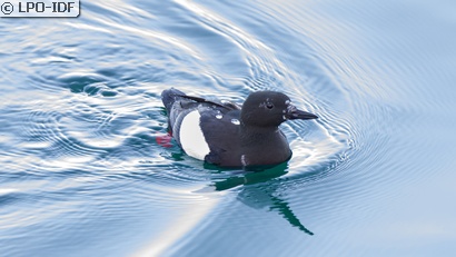 Guillemot à miroir
