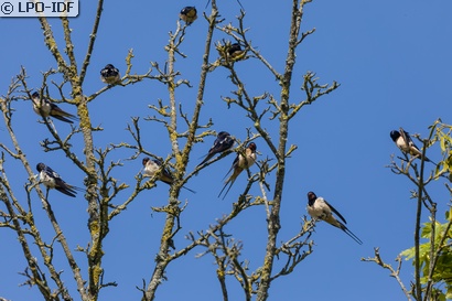 Hirondelle rustique