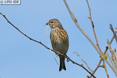 Linotte mélodieuse