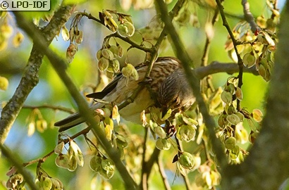 Linotte mélodieuse