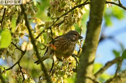 Linotte mélodieuse