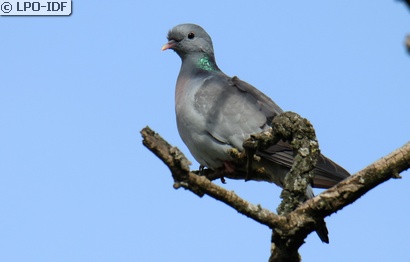 Pigeon colombin