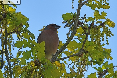 Pinson des arbres