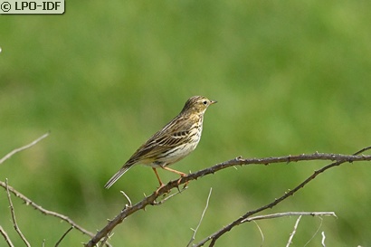 Pipit farlouse