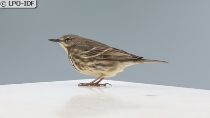 Pipit maritime