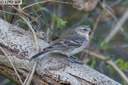 Pipit spioncelle