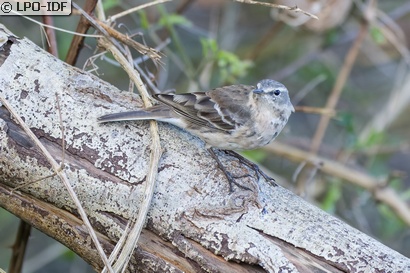 Pipit spioncelle