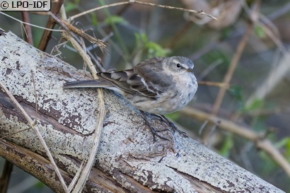 Pipit spioncelle