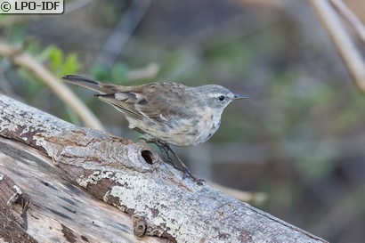 Pipit spioncelle