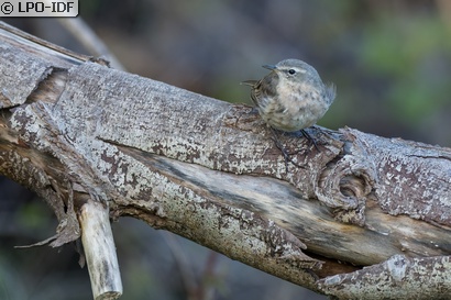 Pipit spioncelle