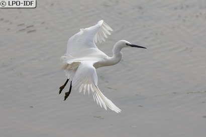 Aigrette garzette