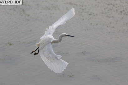 Aigrette garzette